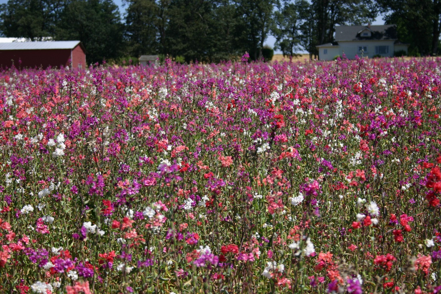 Clarkia Flower Seeds unguiculata Garland Mountain Mix (2000 to 20,000 Seeds)