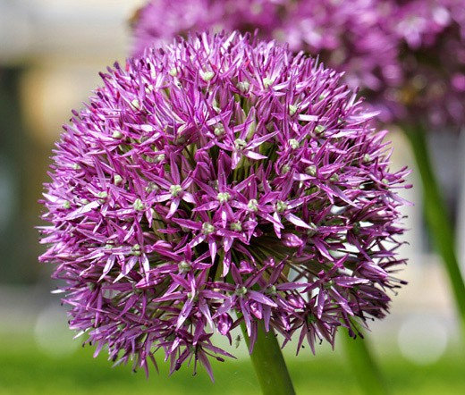 ONION ORNAMENTAL Allium Aflatunense – 10 Seeds