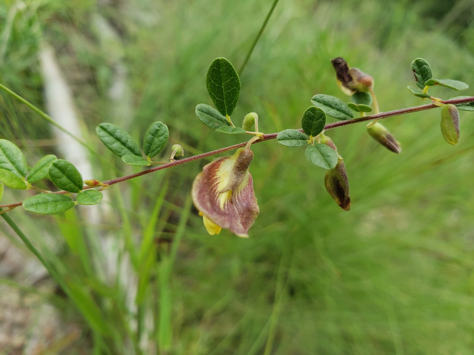 Royal Snoutbean | 15+ Seeds | Rhynchosia cytisoides | Florida Native | Organic
