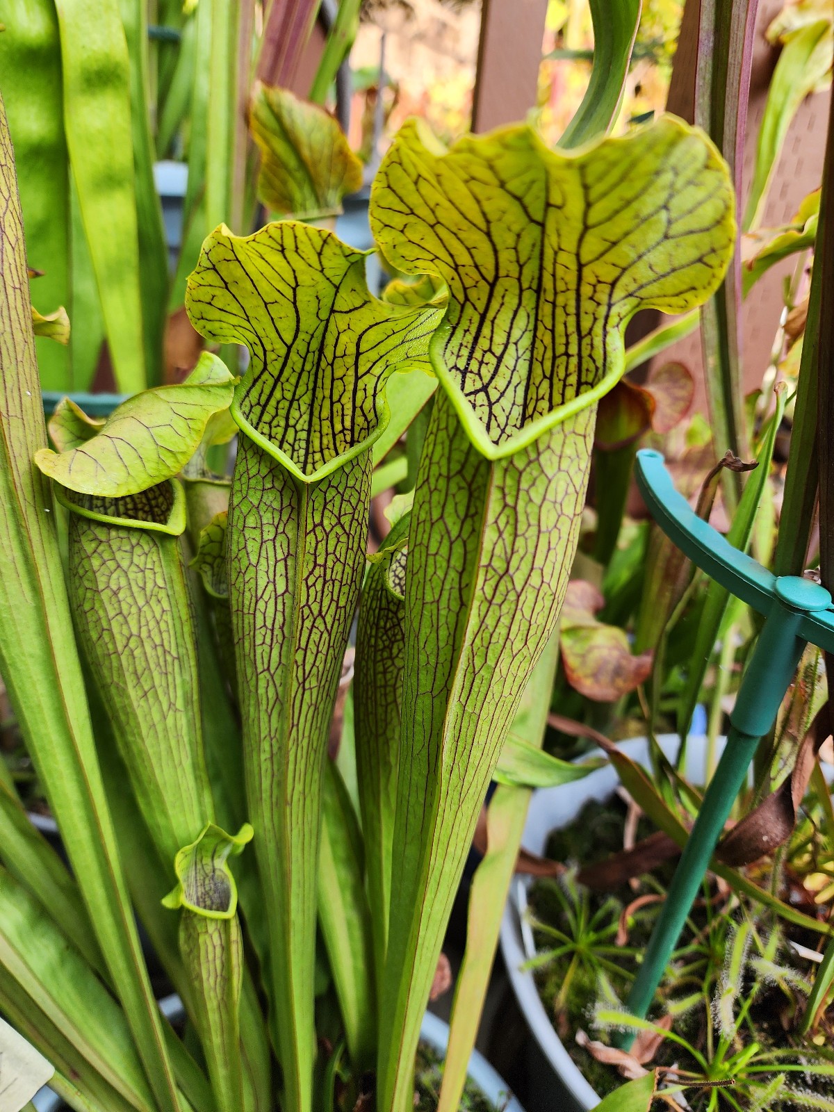 2025 SARRACENIA SEEDS: BOG WITCH X STYGIAN WITCH [CARNIVOROUS PLANT SEED]