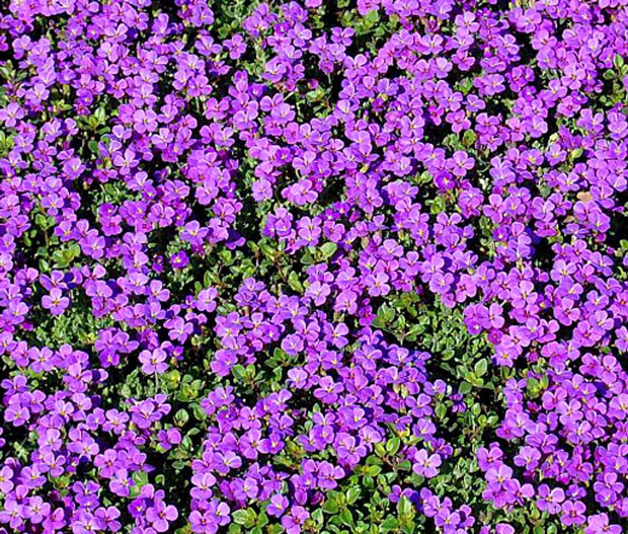 Purple Rockcress Seeds 200+ Flower Perennial Aubrieta Deltoida USA GROUND COVER