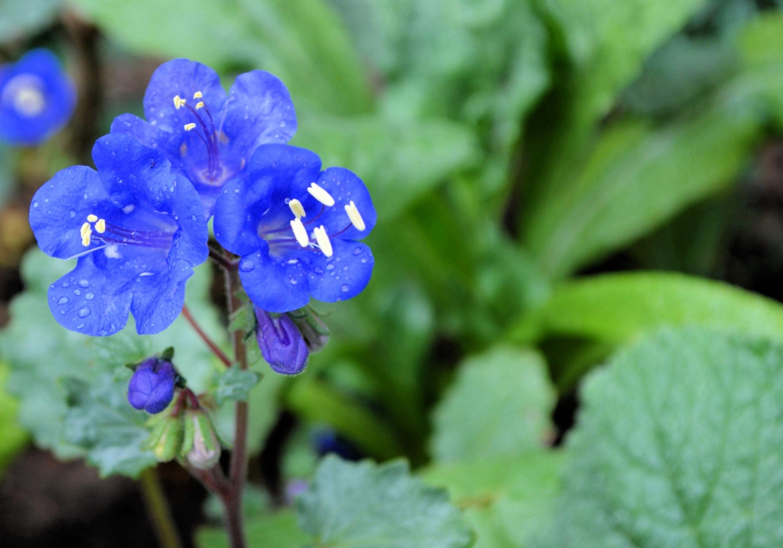 200 CALIFORNIA BLUEBELL (Wild Canterbury Blue Bell) Phacelia Campanularia Seeds