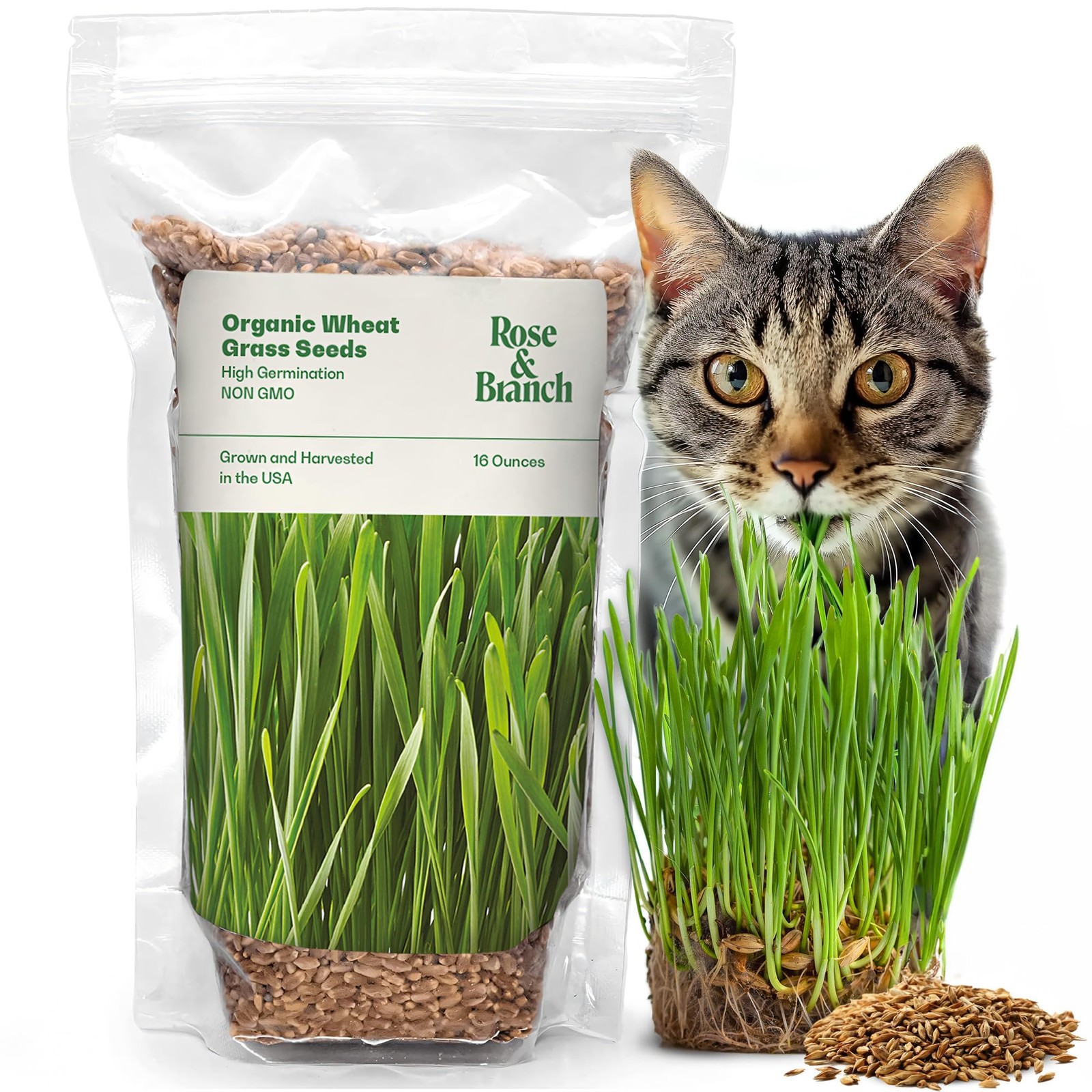 Organic Wheat Grass Seeds for Indoor Cats – 16 oz Non-GMO Easy to Grow