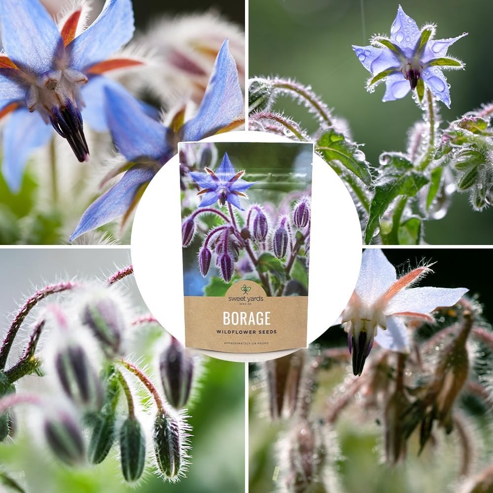 Borage Seeds Bulk 5,000+ NonGMO Open Pollinated Wildflower Seeds