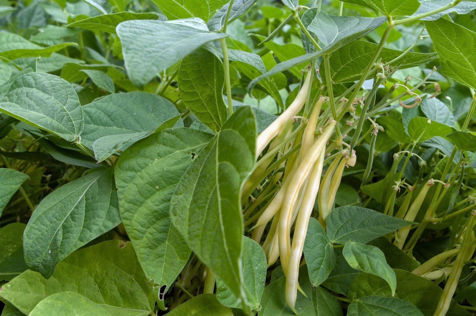 Golden Butterwax Bean Seeds