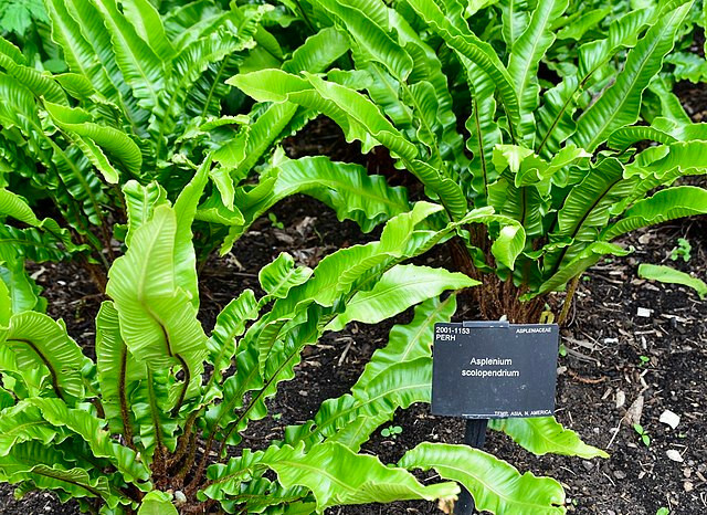 HARDY TONGUE FERN 1001 SPORES (SEEDS) COLD HARDY ASPLENIUM SCOLOPENDRIUM