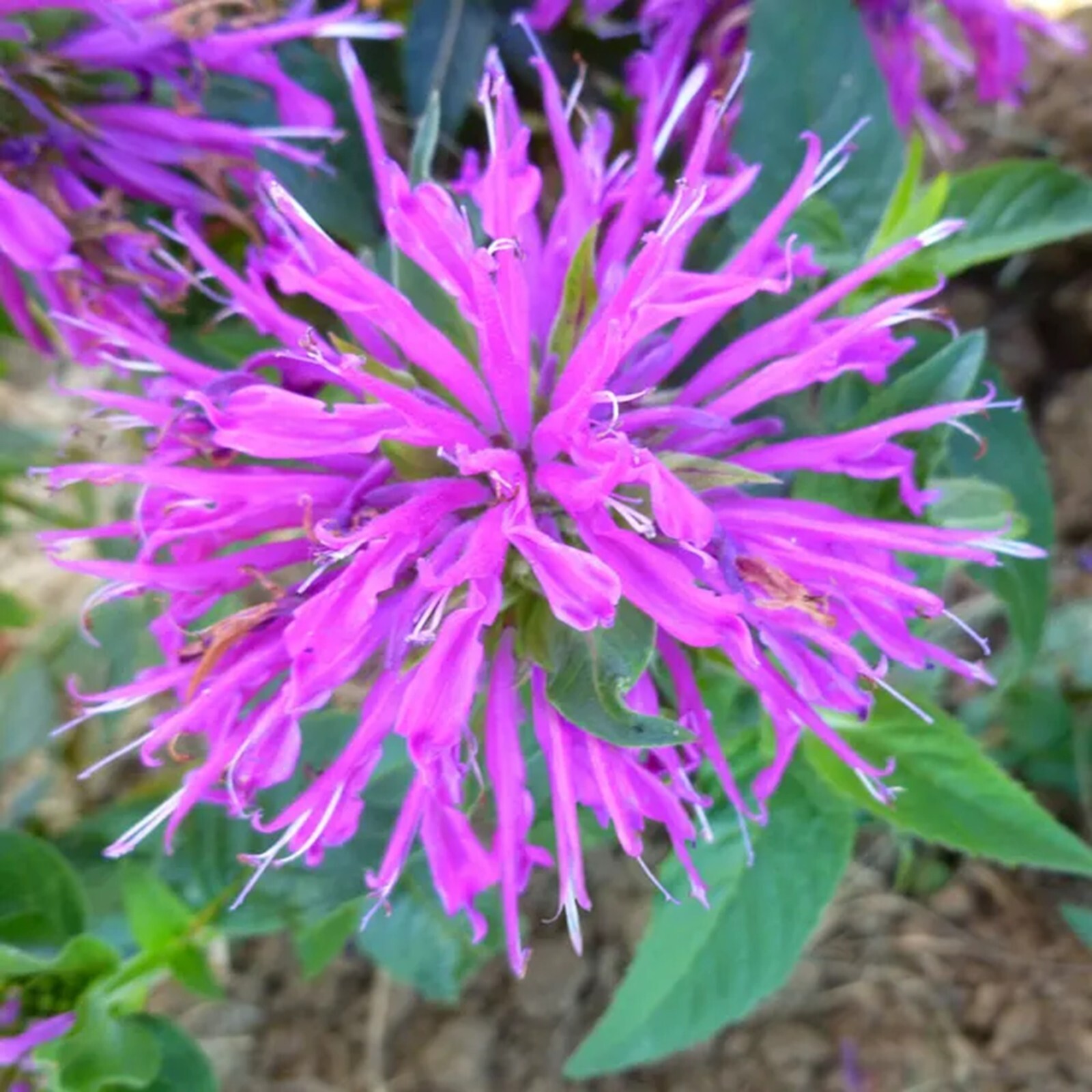 100 Balmy Lilac Bee Balm Seeds Flowers Seed Butterflies Bees Hummingbird US SELL