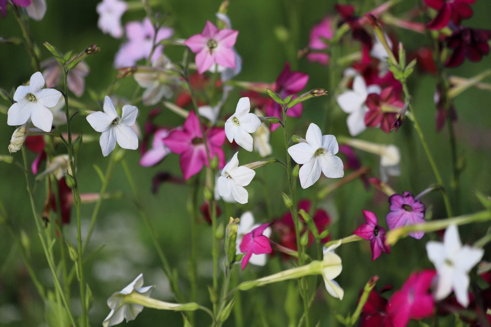 100 MIXED COLORS NICOTIANA Alata (Ornamental Flowering Tobacco) Flower Seeds