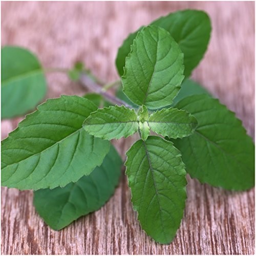 , Culinary Basil Herb Seed Packet Collection (8 Individual Basil Seed 8 Pack