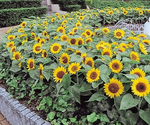 25 Sunspot Dwarf Sunflower Seed Heirloom NON-GMO Fresh Seed CUTE, STUBBY, & FUN