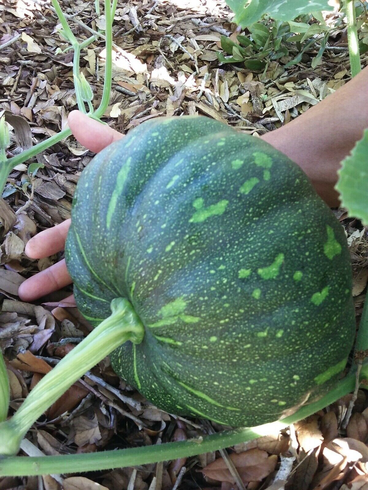 Organic Seminole Pumpkin Seeds – 6 seeds