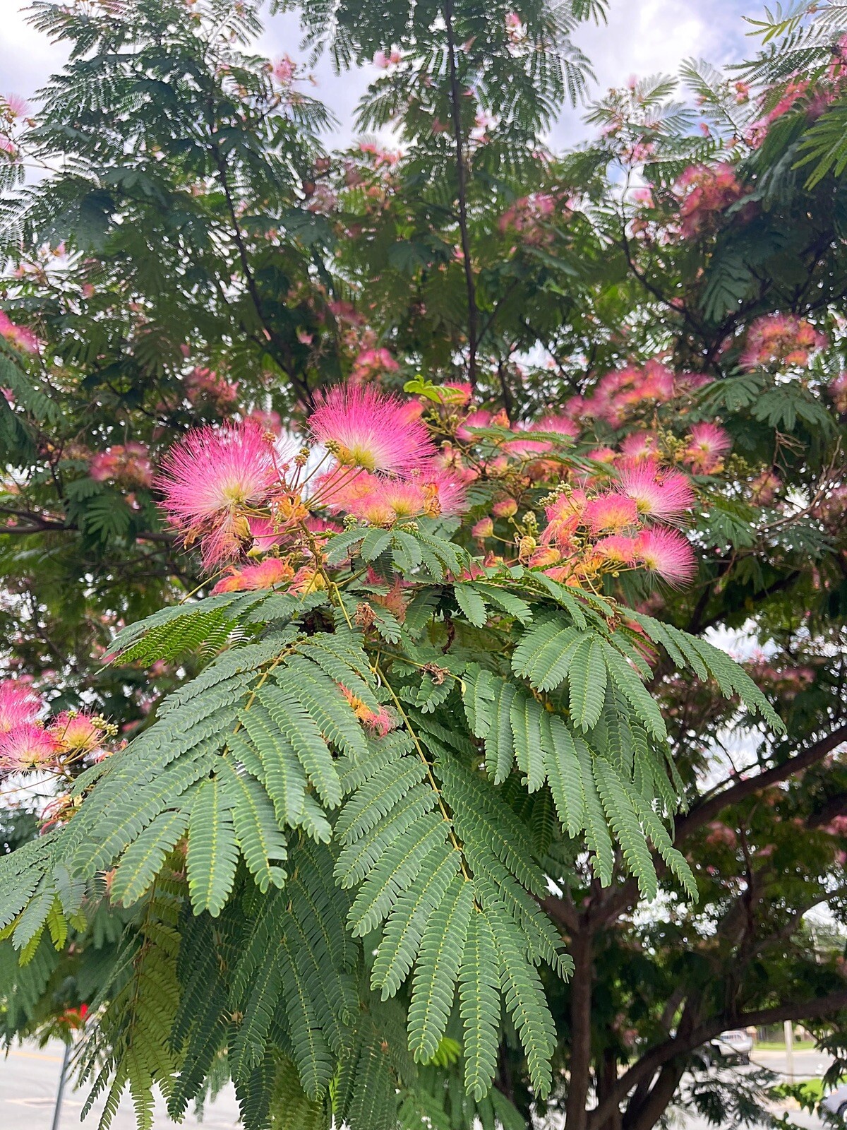 FRESH Mimosa Silk Tree Seeds, (Fast Growing)