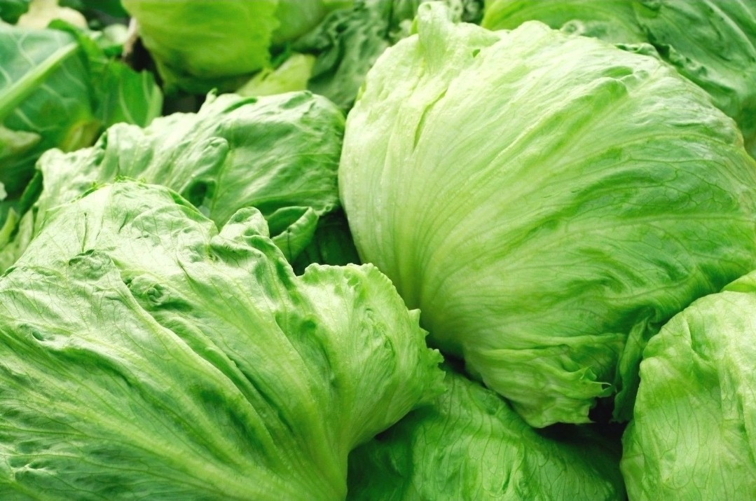 1000+ Iceberg Lettuce Head Seeds, Garden Salads NON-GMO Crisphead, FREE SHIPPING