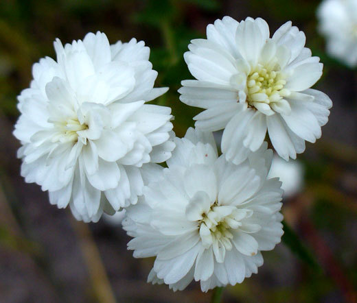 YARROW PEARL Achillea Ptarmica – 200 Bulk Seeds