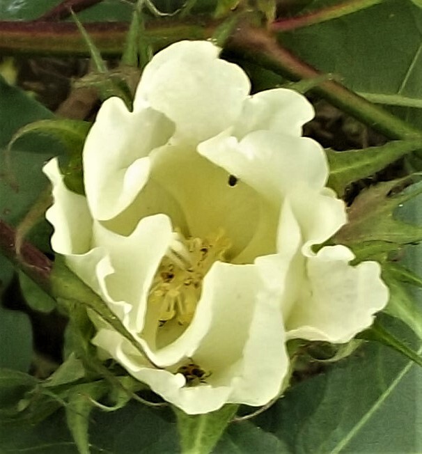 White Cotton Seed Pink Blooms 30 seeds Heirloom Ornamental Benefits St. Jude