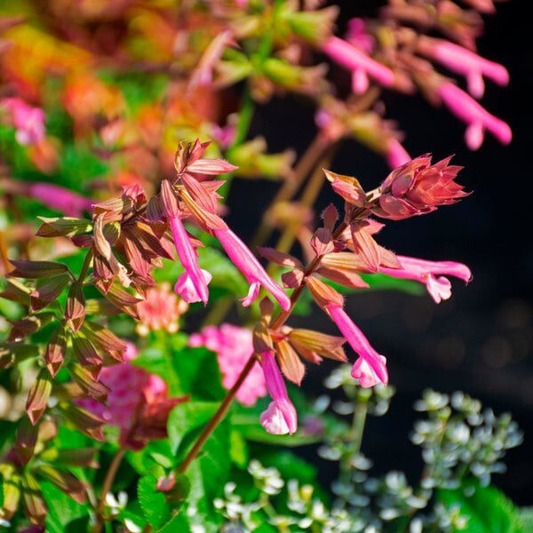 50 Skyscraper Pink Salvia Seeds Flower Seed Perennial Flowers Hummingbird 978
