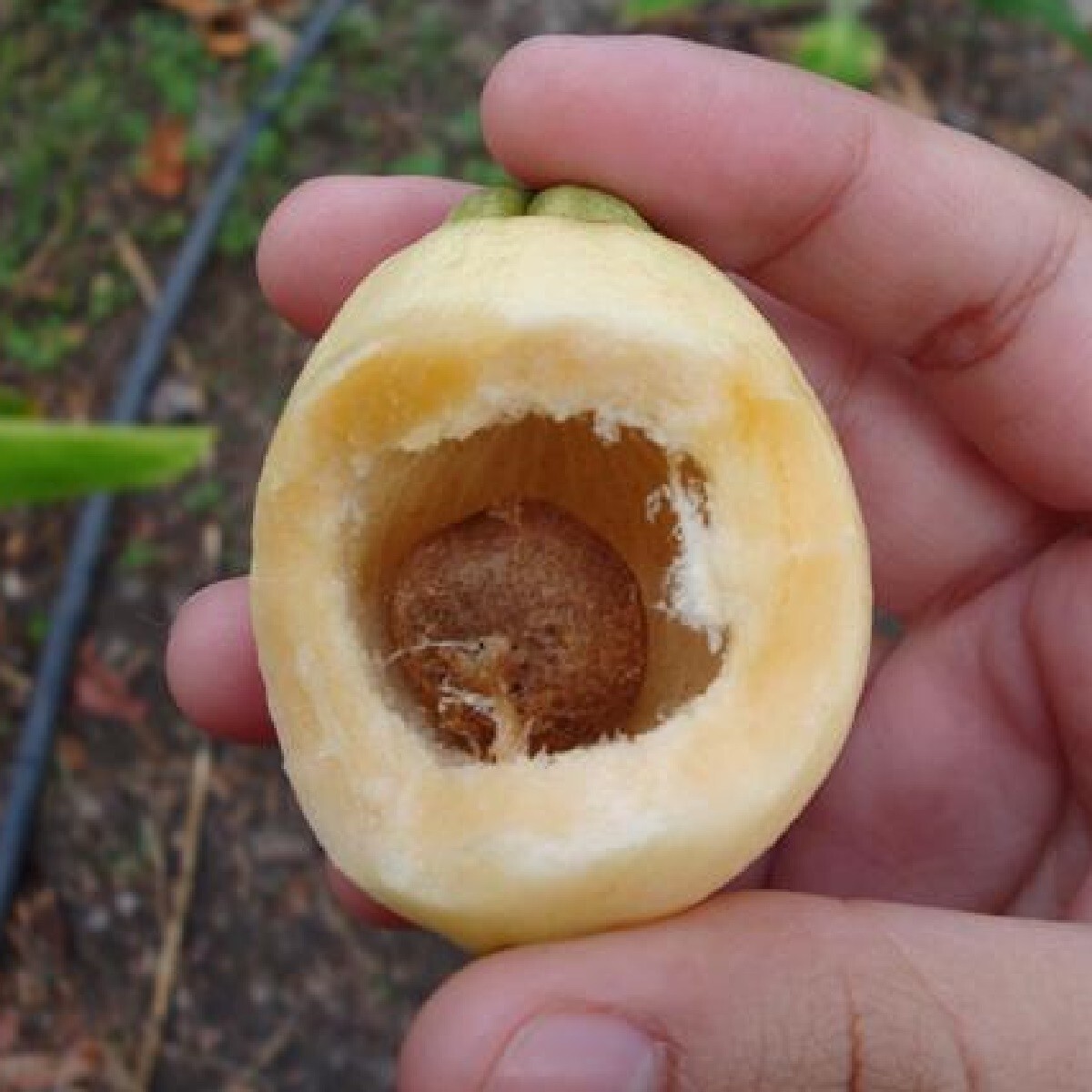~Rose Apple~ Poma Rosa syzygium jambos Live healthy plant