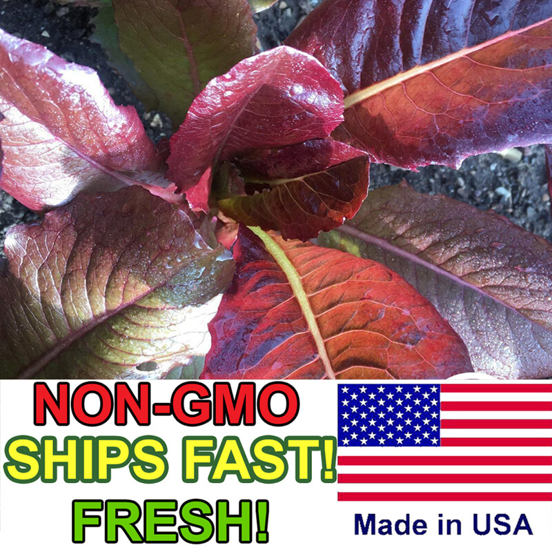 1200+ Red Leaf Romaine Lettuce Seeds | Non-GMO | Heirloom Vegetable Garden Seeds