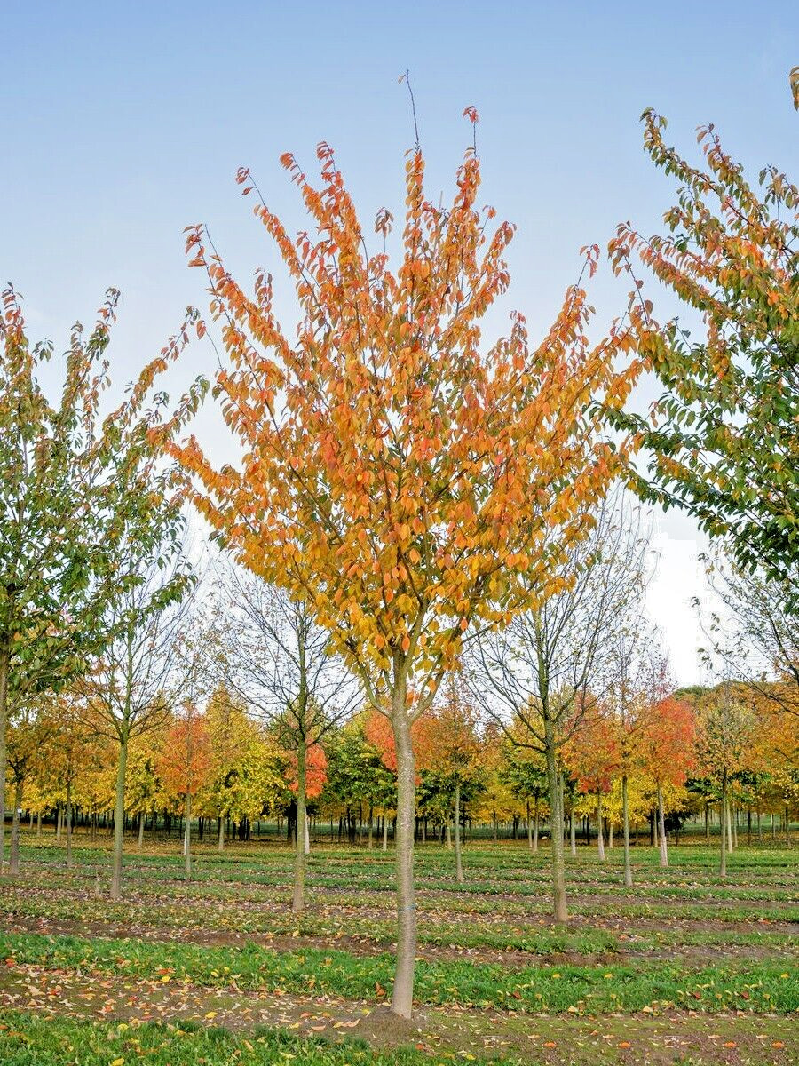 Japanese Cherry Tree | Premium Seeds | Prunus serrulata Spontanea Fall | Plants’