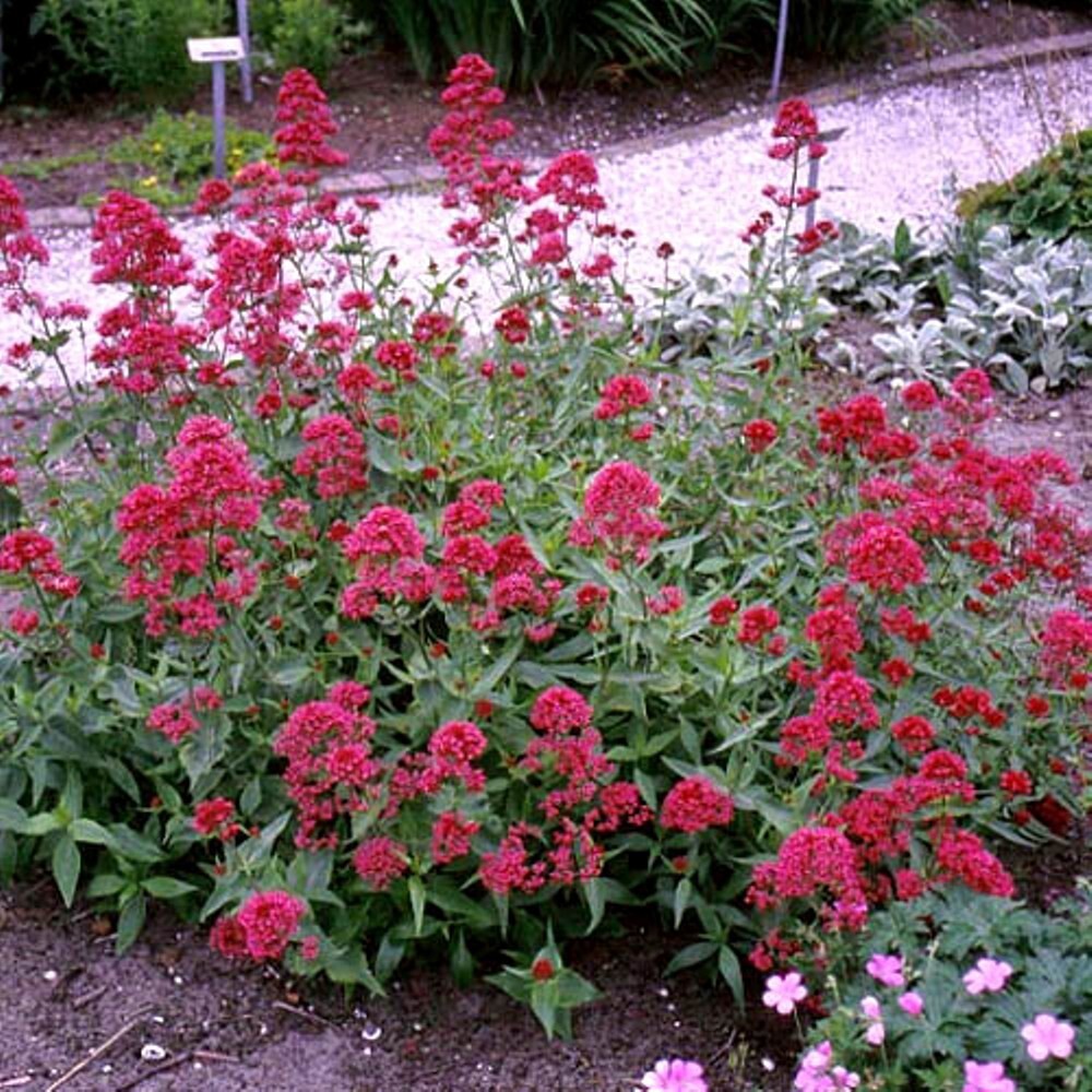Jupiters Beard Red – 50 seeds – Keys Of Heaven – Perennial -Centranthus Ruber