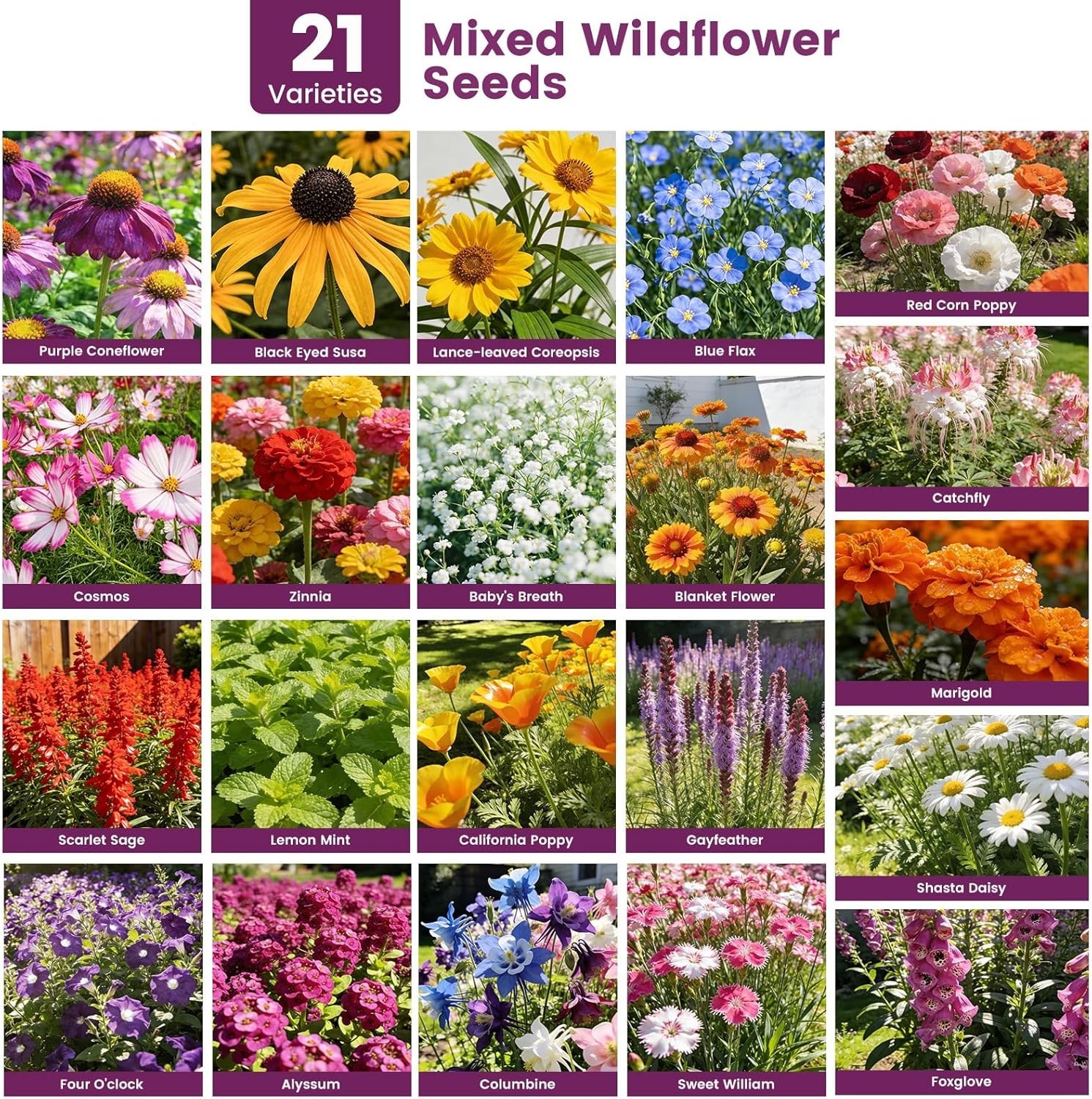 10000+ Heirloom Wildflower Seeds Butterfly & Hummingbird Mix for Vibrant Gardens