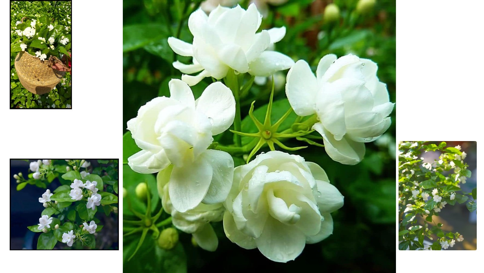 50 Pcs Heirloom Jasmin Seeds for Fragrant Indoor/Outdoor Garden Elegance