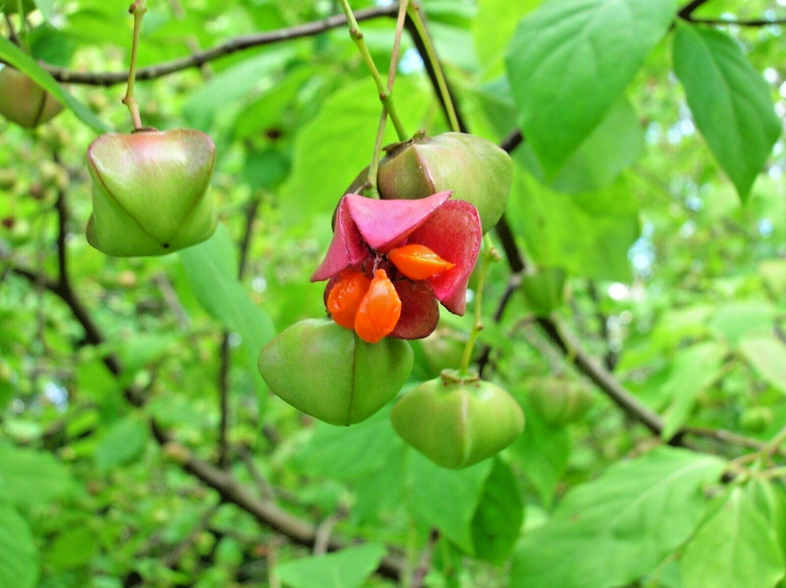 12 SIBERIAN BURNING BUSH SEEDS – Euonymus sachalinensis