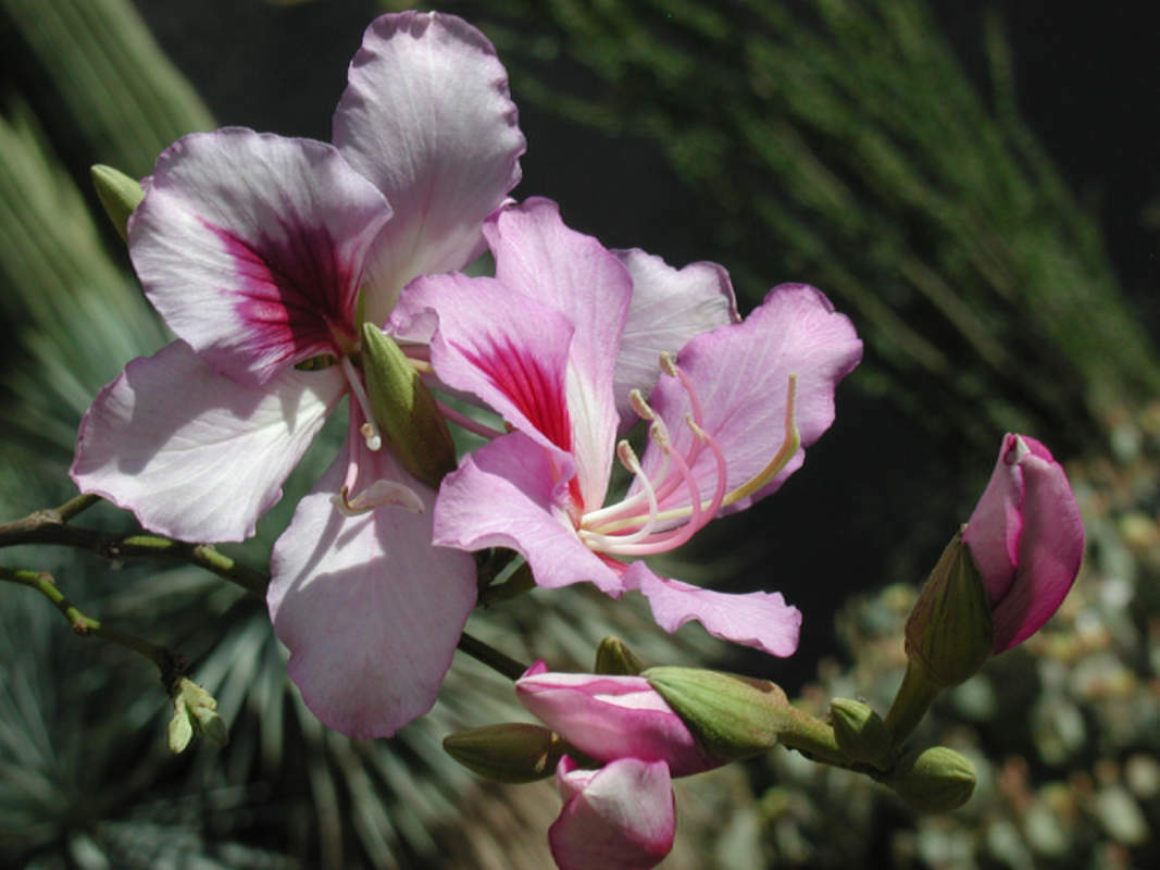 1-1000 PCS Pink Orchid Tree Seeds Bauhinia variegata Mountain Hawaiian 0130