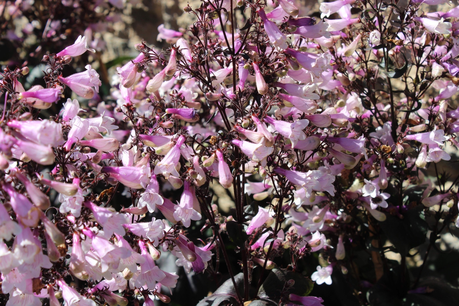 25 HUSKER RED PENSTEMON Digitalis Foxglove Beardtongue White Flower Seeds