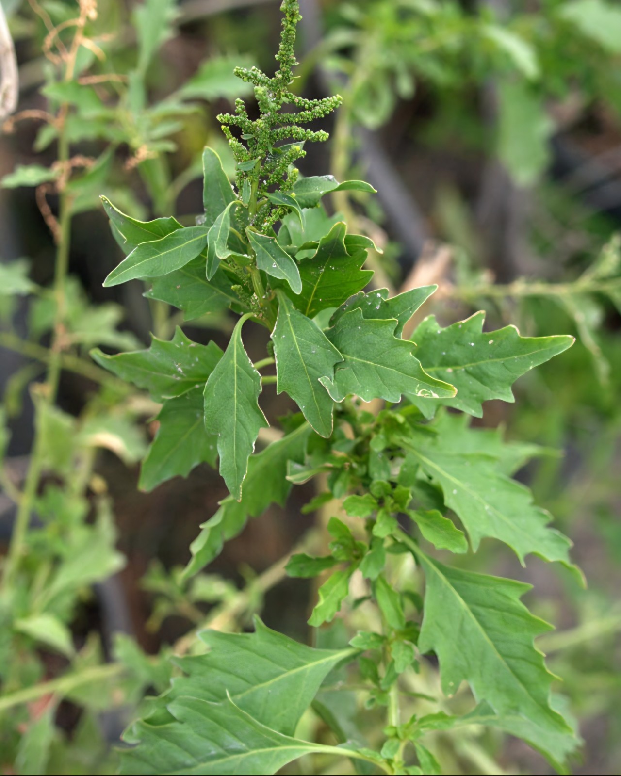 Epazote, Mexican Tea, Wormseed SEEDS (Dysphania ambrosioides)
