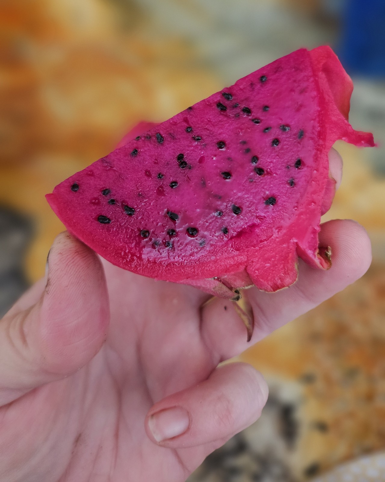 Red Pitaya Dragon fruit Seeds (50) / RARE / Florida Grown