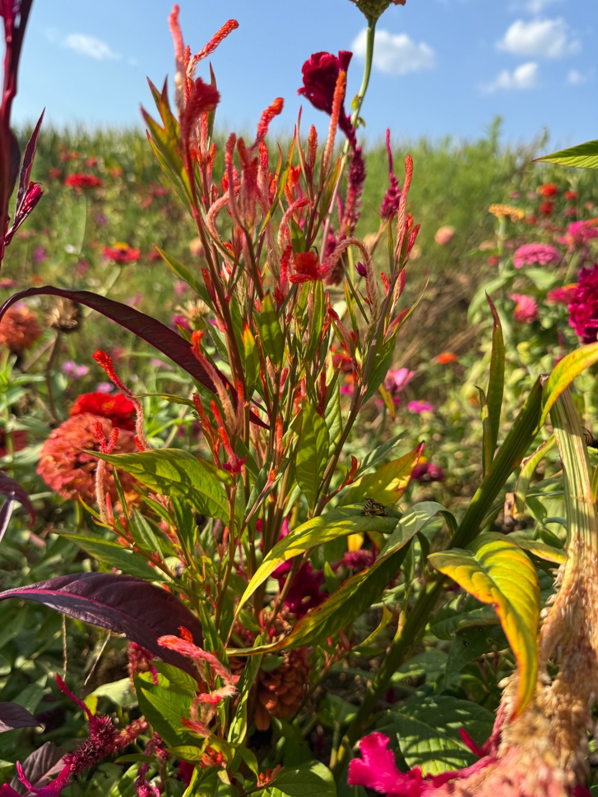 Mix of celosia cockscomb seed. At least 1,000 seeds dried. Several varieties