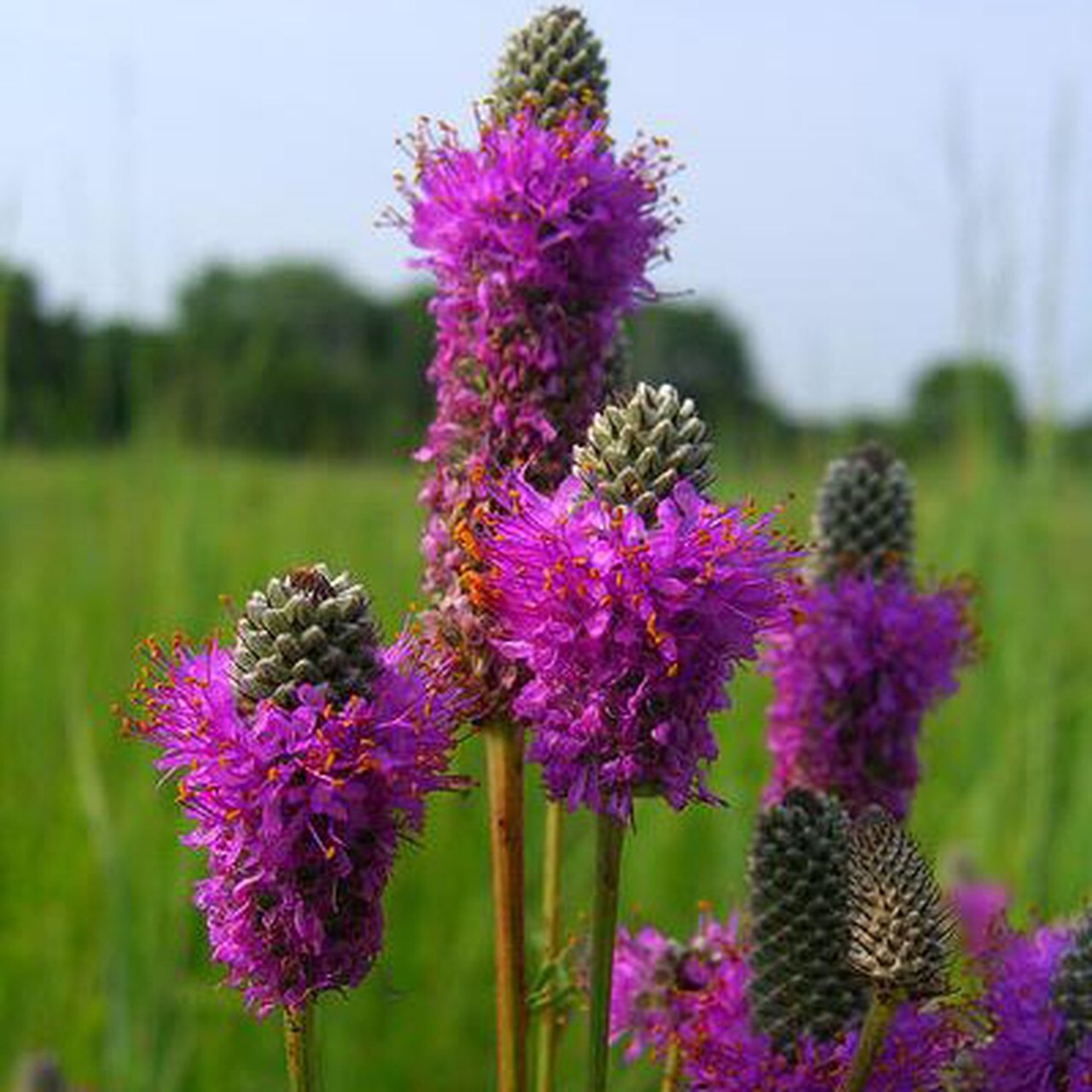 40+Seeds| Purple Prairie Clover Seeds #J005