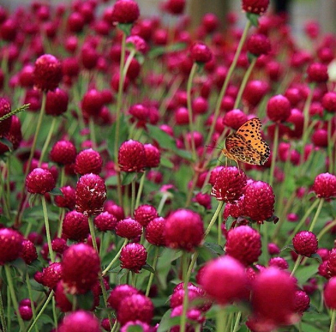 100 Globe Amaeanth Seeds Mixed Colors Gomphrena Free Shipping