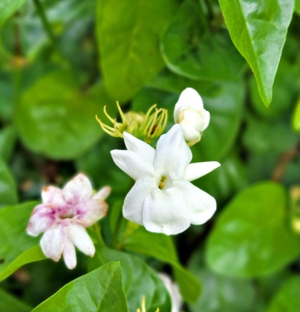 Sambac JASMINE~Jasminum sambac~~Rooted STARTER Plant~Extremely Fragrant
