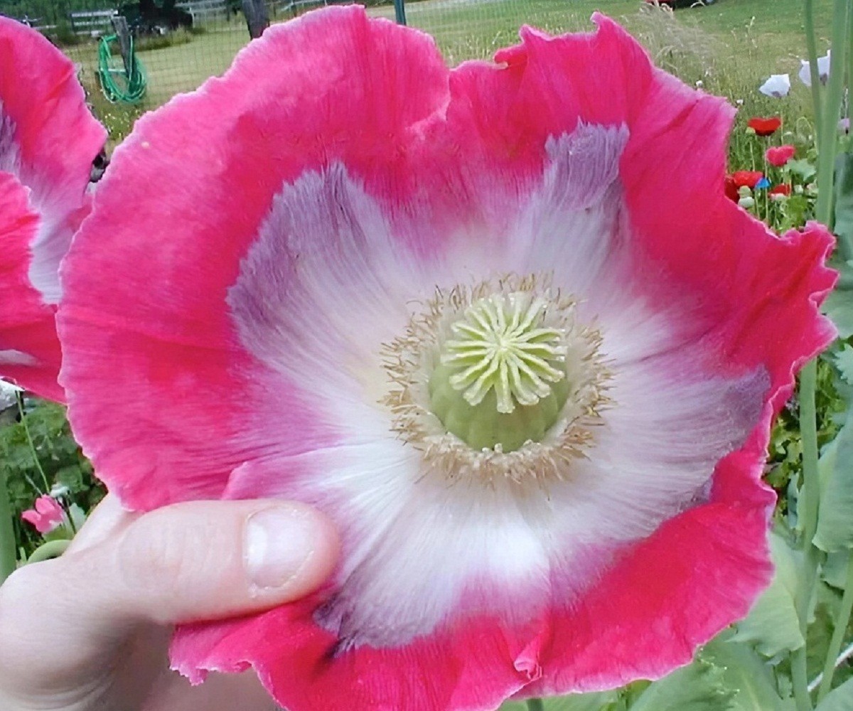 2,500 The Giant Rattle Papavear Somniferum Giganteum Poppy Seeds 2025 Harvest