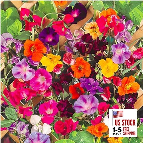 Climbing Vine Seeds for Planting – Colorful Mix of Climbing Flower Seeds: