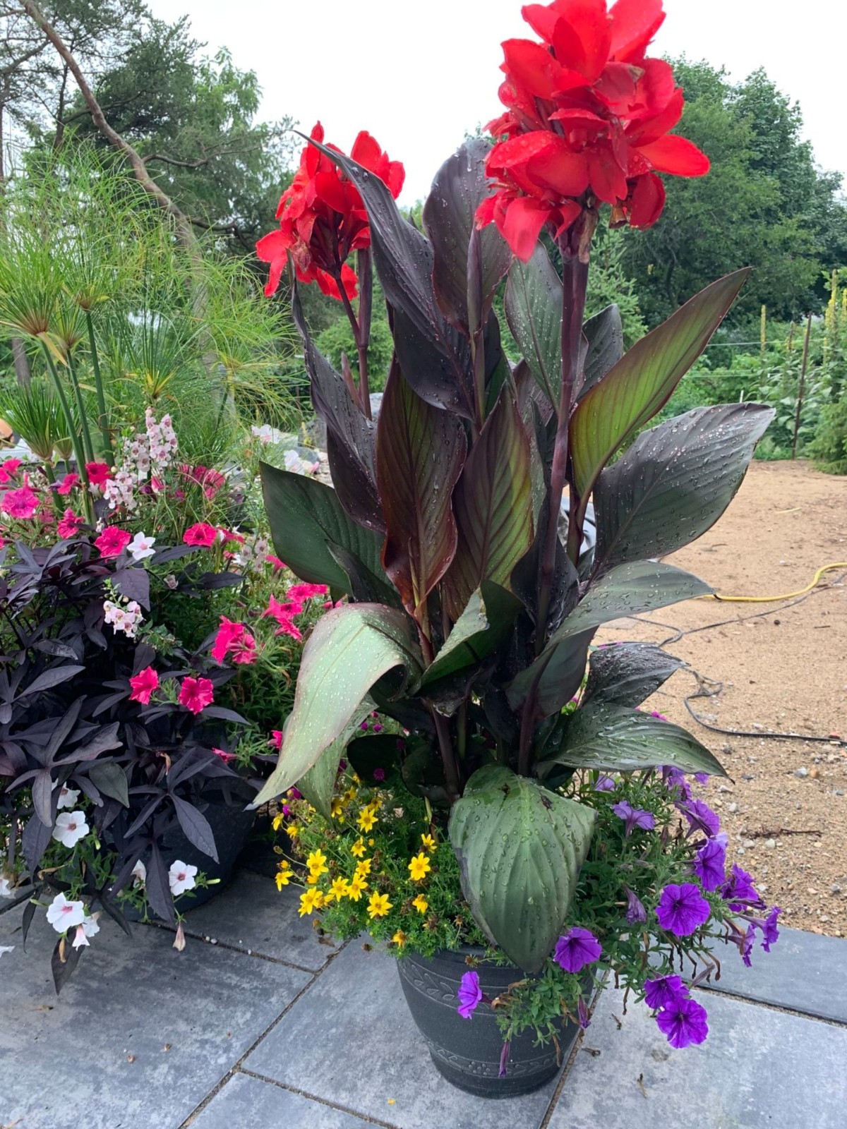 RED CANNA LILY INDICA SEEDS INDIAN SHOT Arrowroot Flowers Attracts Hummingbirds