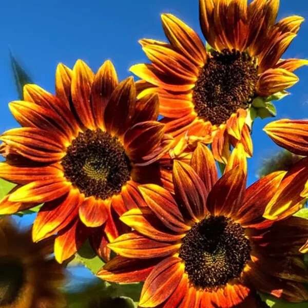 50 Earthwalker Sunflower Seeds. USA Seeds. Organic. Ships free