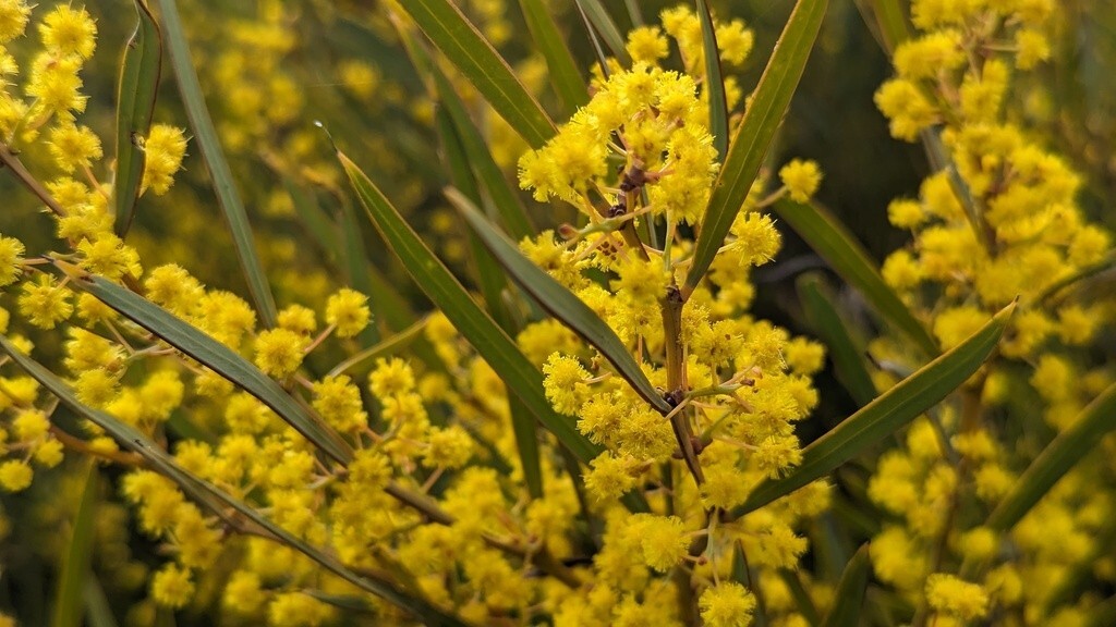 25+ Acacia hemiteles Seeds – “Tan Wattle”