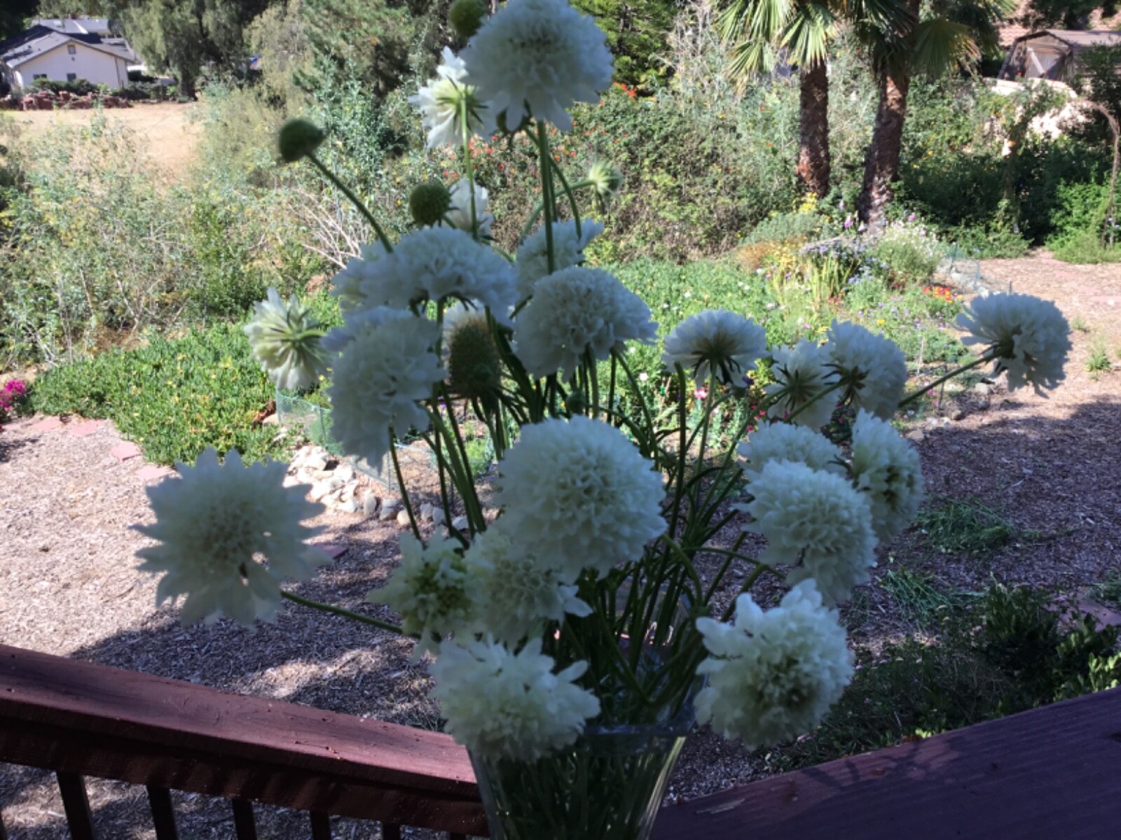 Scabiosa “Snowball” Wedding Flower seeds Pincushion 50 seeds