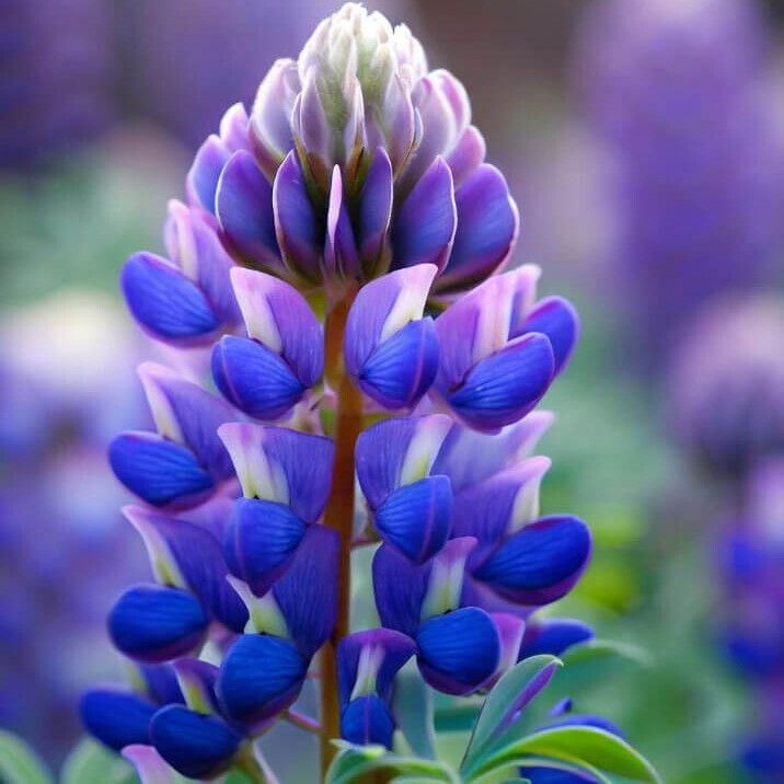Arroyo Lupine Seeds | 20 – 400 Seeds | Non-GMO | Free Shipping | Seed Store 1255