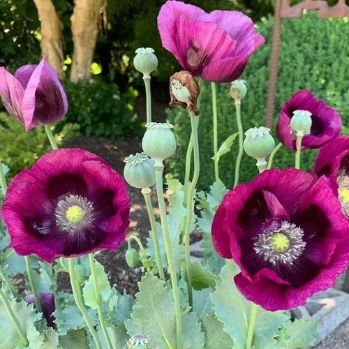 5,000+ Heirloom Organic Lauren’s Grape Papavaer Somniferum Poppy Seeds. Non-GMO