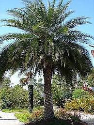 6 viable, Sylvester, palm, tree, palmetto, tropical seeds ornamental, gorgeous,