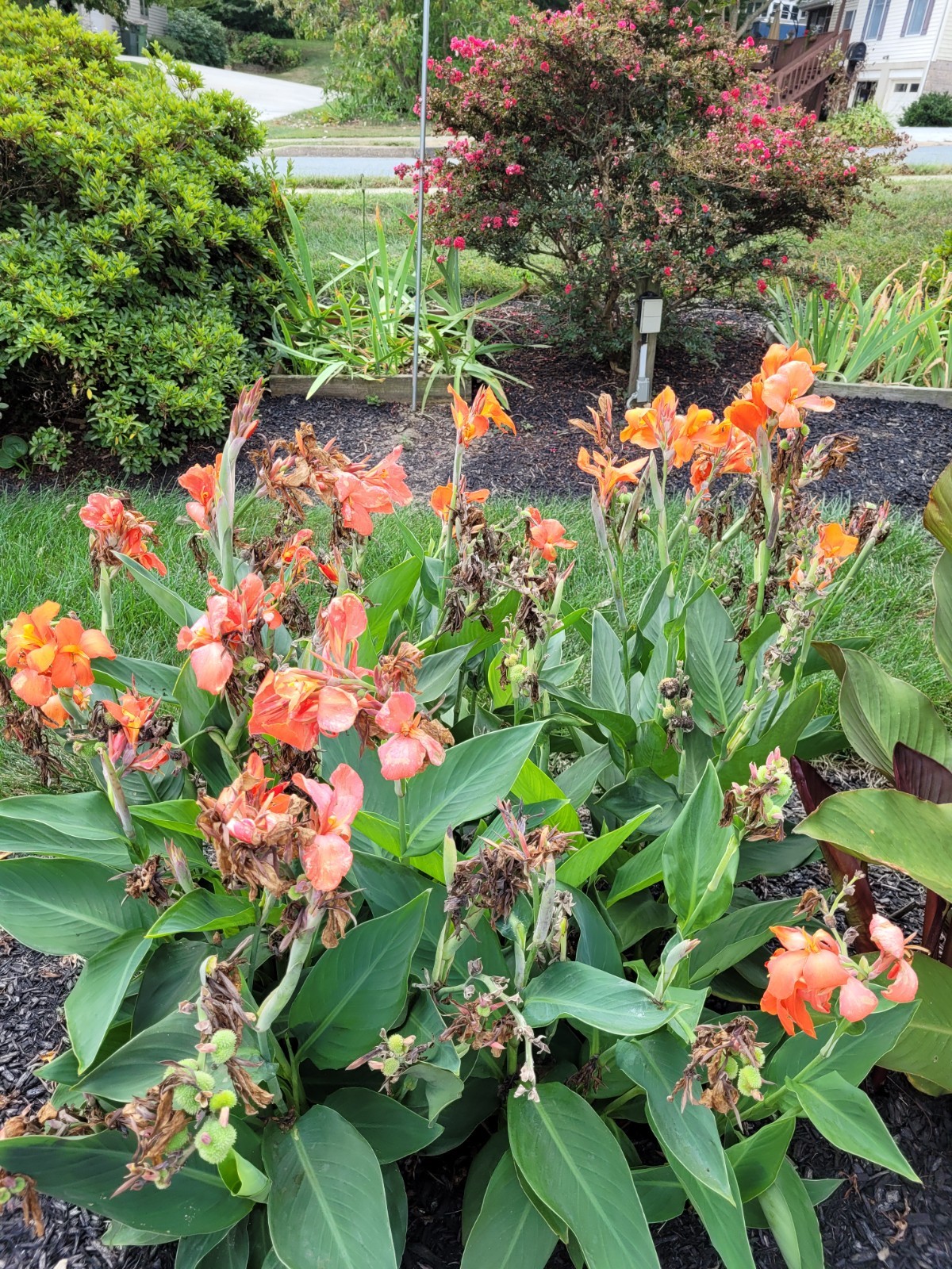 25 Canna Lily Seeds -Orange Shade -Orange Flower -Green Leaves -3 ft Free Ship