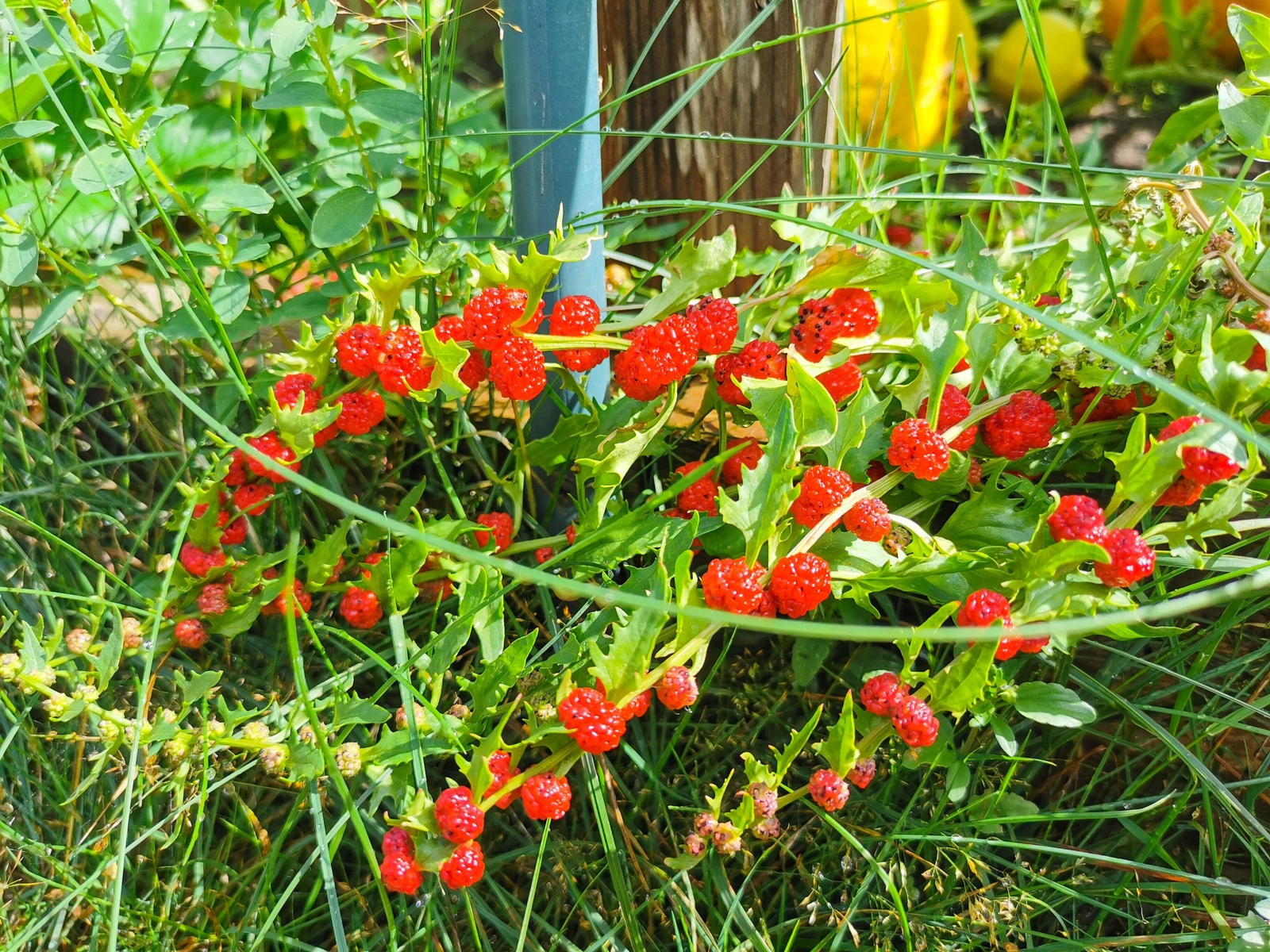 100 STRAWBERRY STICKS / SPINACH Chenopodium Foliosum Fruit Berry Seeds *Comb S/H