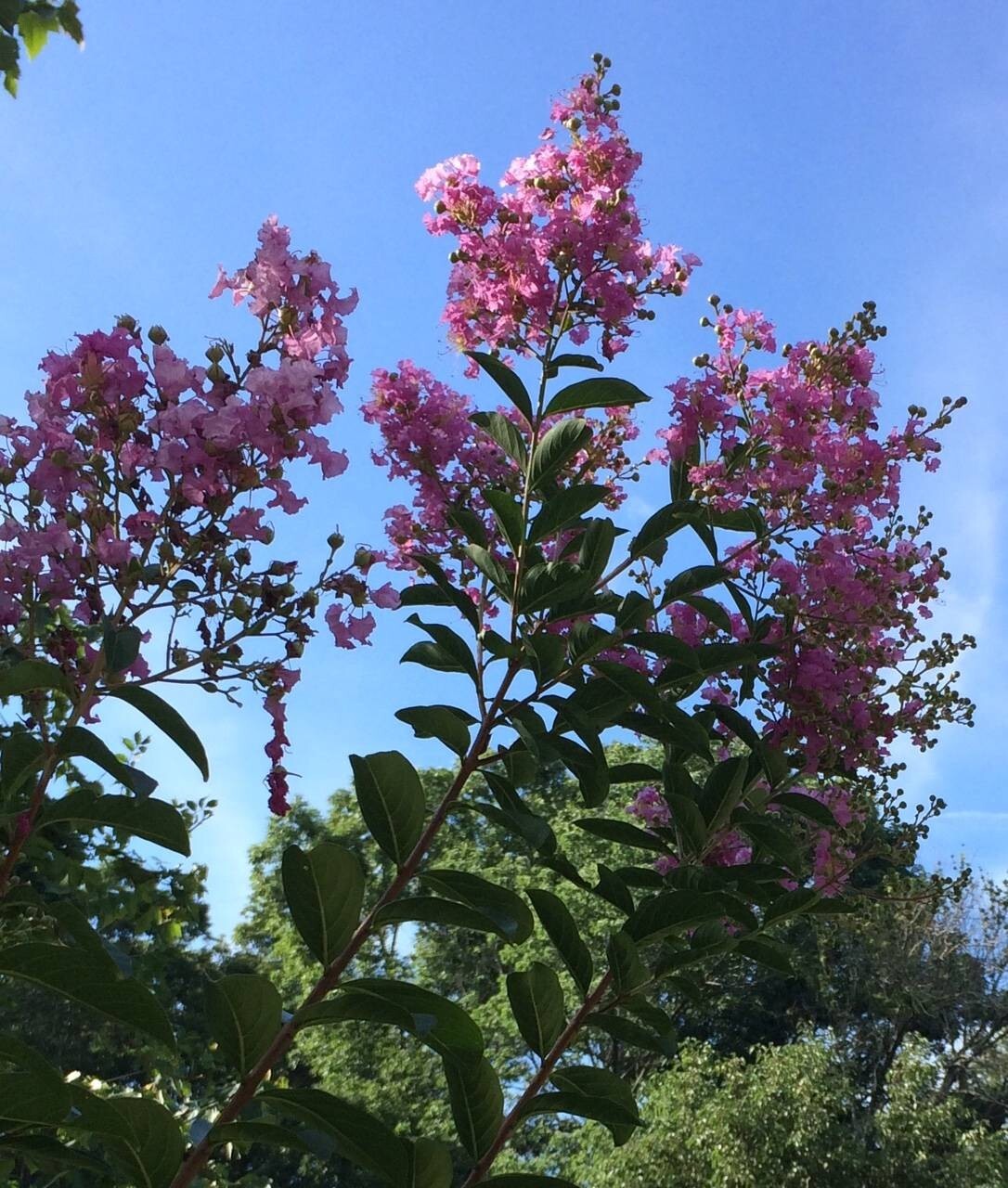 PINK Crepe Myrtle Seeds (Bush/Tree) Over 50 seeds USA Grown