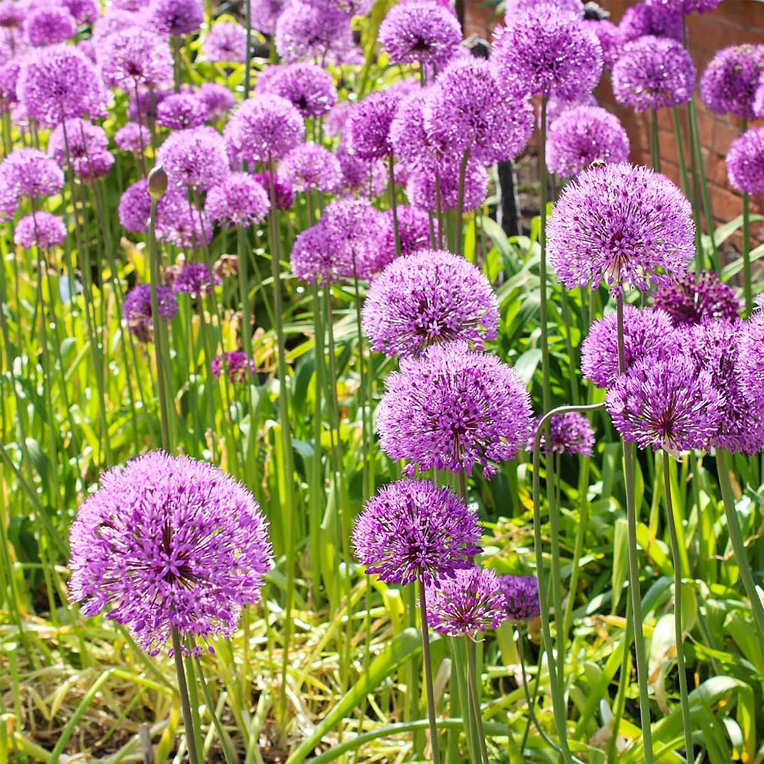Allium Giganteum Seeds for Planting – 300+ Ornamental Onion Rabbit & Deer Resist