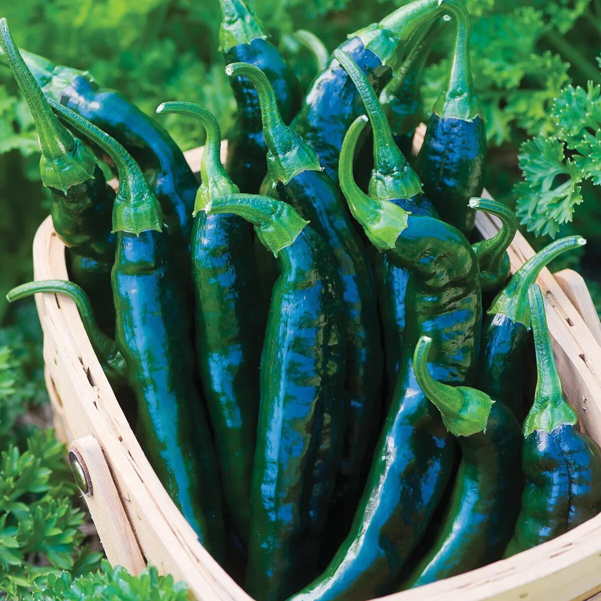 Chile Pasilla Pepper Seeds (15) / ORGANIC / MEXICAN CUISINE / FLORIDA GROWN