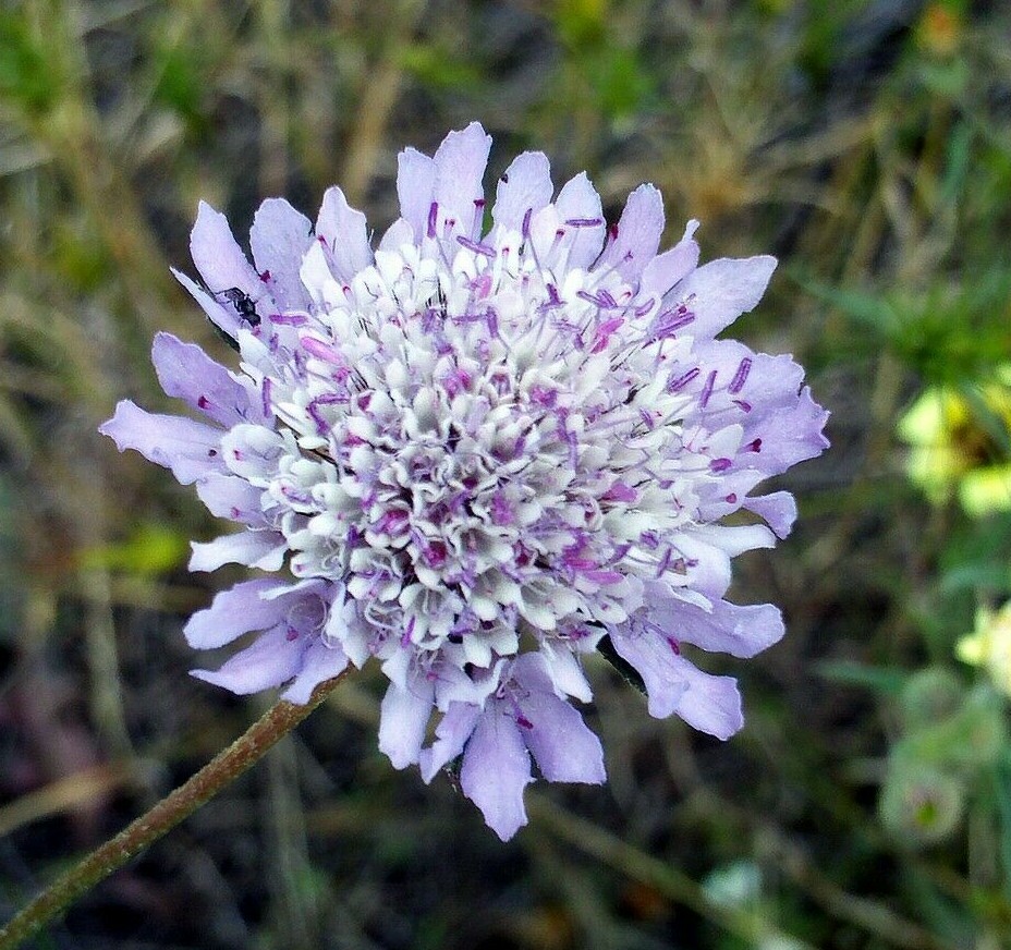Scabiosa atropurpurea Purple Pincushion Flower 10 seeds